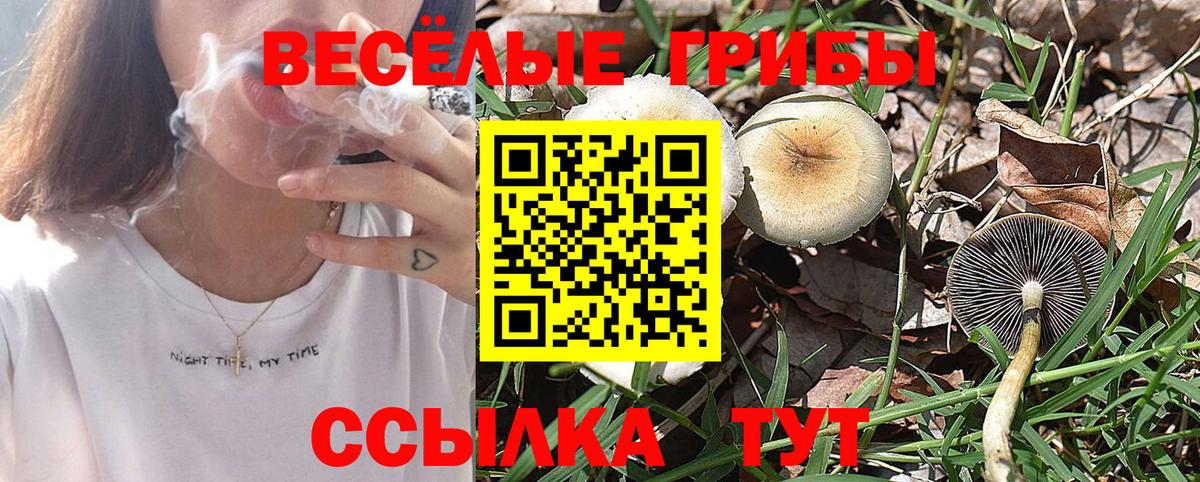 Псилоцибиновые грибы Cubensis  Вход с VPN  Галлюциногенные грибы Psilocybe  Баксан 